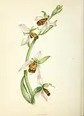 Ophrys apifera