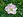 Wild Rose