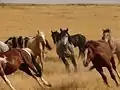 セイラー・クリークの野生馬