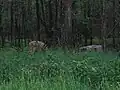 ダークホローでの野生動物