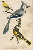 アレクサンダー・ウィルソン (1766–1813), Blue Jay, Yellow Bird or Goldfinich, Baltimore Bird, American Ornithology - Plate 1, published 1809–14