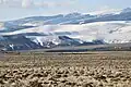 ウインド・リバー居留地のキジオライチョウ(greater sage-grouse)