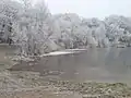 薄く半透明の氷が結氷した池