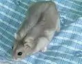 サファイア
