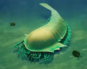 ウィサンゴカリス
