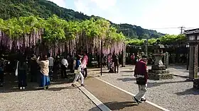八女黒木大藤まつり(八女市黒木町)