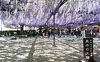 神社の境内に広がる藤棚。2023年4月22日撮影。