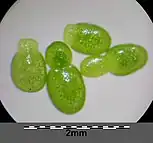 Wolffia columbiana