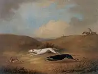 兎狩り(ヘア・コーシング)