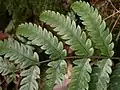 羽片の様子表側