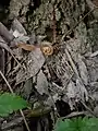 新芽の様子