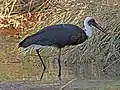 亜種C. e. microscelis