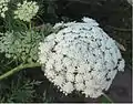 セリ科に特徴的な散形花序