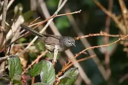 ミソサザイモドキ