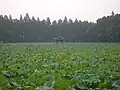植物園内の蓮池で