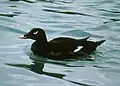 アメリカビロードキンクロM. deglandi