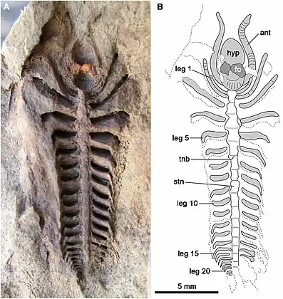 Xandarella mauretanica の化石標本と解釈図