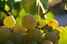 チャレッロ種