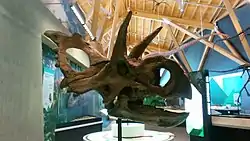 ゼノケラトプス
