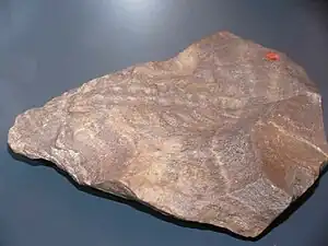 頭部側(左)が欠損したゼヌシオンの胴部化石