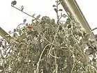 Xerosicyos danguyi葉身の肥大する多肉植物として愛好家の間でグリーンドラム、緑の太鼓などの園芸名で流通。マダガスカル産。