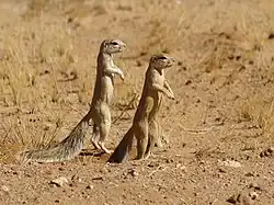 ケープアラゲジリス Xerus inauris