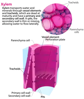 1. 道管要素 (右, vessel element) と仮道管 (左, tracheids; 隔壁が斜めになっている) それぞれの連結部模式図: 道管要素の間は穿孔 (perforation) を介して連続しており (図は階段穿孔)、仮道管の間は壁孔 (pit) を通じて通道している。