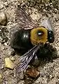 クマバチ（キムネクマバチのオス）