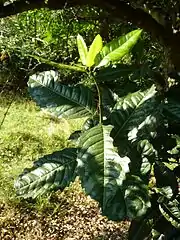 Xymalos monospora
