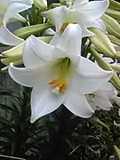 テッポウユリ 園芸種 Leucolirion