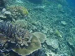 サンゴ礁