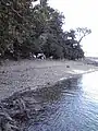 大矢取島の黒い礫浜