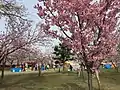 村松公園の八重桜