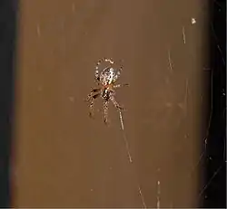 ズグロオニグモ