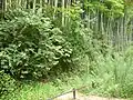 居館下の高石垣