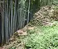 東側の四段高石垣