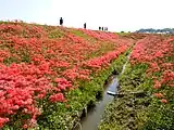 矢勝川の彼岸花（2014年9月）