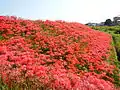 矢勝川の彼岸花（2014年9月）