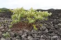 焼走り熔岩流。2022年9月8日撮影。