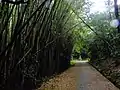 石仏のある山伏峠の竹藪の道。