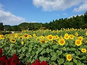 山田ひまわり園