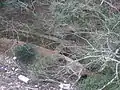 遺棄された旧引水路