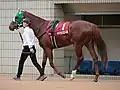 京都記念パドック