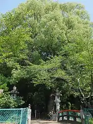 山中八幡宮のクスノキ（2013年（平成25年）7月）