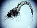 ヤマトヌマエビのゾエア