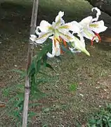 ヤマユリ