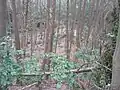 本丸南下への曲輪跡