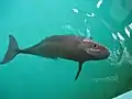 武漢水生生物研究所の水槽で泳ぐスナメリ