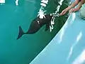 武漢水生生物研究所の水槽で餌をもらうスナメリ