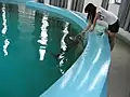 武漢水生生物研究所の水槽で研究員がスナメリに餌付け